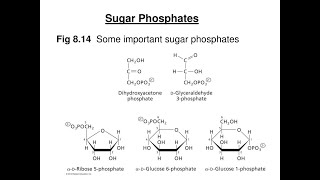 Notes on Phosphate Sugars  Introduction Structure Roles Importance Structures [upl. by Jp307]