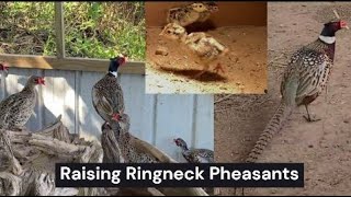 Raising Pheasants [upl. by Helsa814]