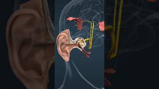 The ear and the mechanism of hearing 🤔 shorts shortfeed 3danimation [upl. by Tila]