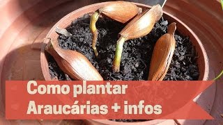 Como plantar Araucárias  Informações importantes [upl. by Ybeloc]