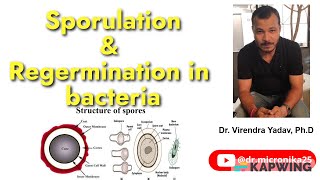 Sporogenesis I Regermination I Sporulation in bacteria I Endospores and Exospores Audio [upl. by Demetre341]