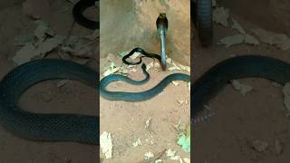 snake love scenes when snakes met । shorts snake cobra [upl. by Matless]