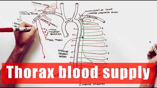 Arterial supply of the Thorax  Anatomy Tutorial [upl. by Jarrell]