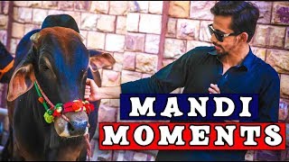 Mandi Moments By Peshori Vines Official [upl. by Darla]