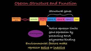 Operons Explained [upl. by Aidas]