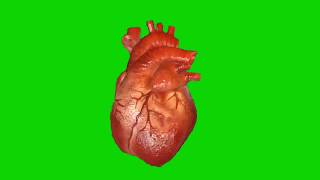 Green Screen Beating Heart [upl. by Brill]