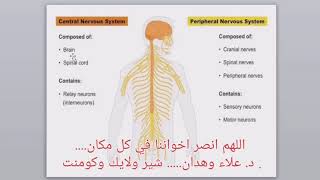 sympathetic and parasympathetic system [upl. by Labotsirc]