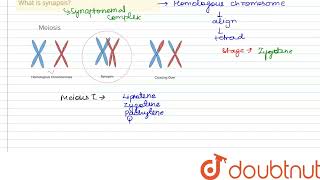 Write answers for the following questions What is synapsis  CLASS 9  CELL CYCLE AND CELL DIVI [upl. by Atrice]