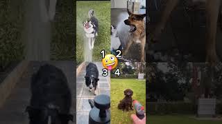 Top 4 Fanny dogs [upl. by Areema320]