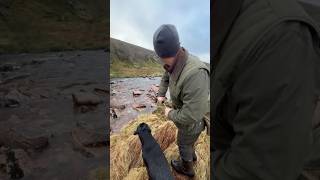 Dummy launcher retrieve across the river for Arve Gundog Training Labrador Retriever [upl. by Aufmann]