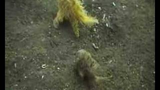 Crazy Hairy Frogfish [upl. by Ael]