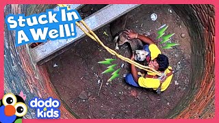 Dog Falls In Well And Needs A Whole Team Of Rescuers To Get Out  Dodo Kids  Rescued [upl. by Allevon]