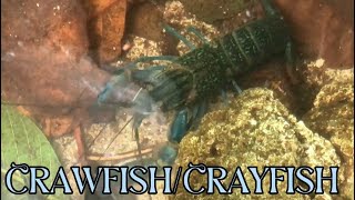 How to keep crayfishcrawfish Australian Red Claw [upl. by Loggins]