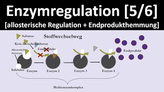 Allosterische Regulation  Endprodukthemmung  Enzymregulation 56  Biologie Oberstufe [upl. by Mintun556]