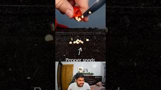 Growing Chili Pepper Plant From Seed Time Lapse 🫑 shorts [upl. by Araf]