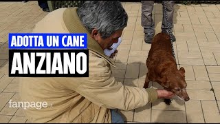 Anziani che adottano anziani la nuova vita di Gaia cagnolina malata e da dieci anni in canile [upl. by Bradman]