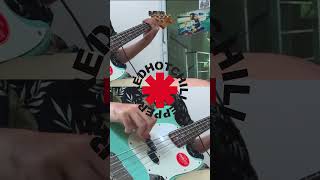 RHCP  Suck My Kiss Bass Cover [upl. by Marashio]