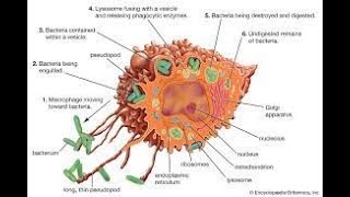 RETICULOENDOTHELIAL SYSTEM [upl. by Cilka998]