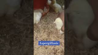 How to tackle aspergillosis in early days during broiler farming poultryhealthflockhealth broiler [upl. by Reinertson126]