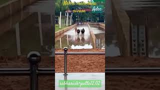 Nakre mahodara nivasa kudi kambala miyar 2024 shabarishputte kambala shorts kambula ತುಳುನಾಡ್ [upl. by Yrocej616]