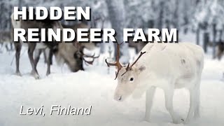 Reindeer Farm Levi Finland Feeding the wild reindeer [upl. by Witcher]