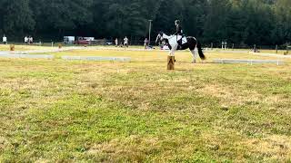 Beginner Novice test A Dressage at the 2024 French Creek Derby Moondance 5yr old Mustang [upl. by Phippen]