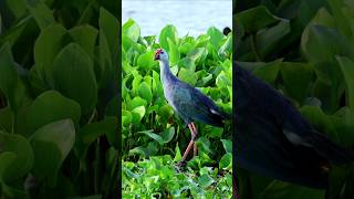 Western swamphen birds shorts youtubeshorts wildlife [upl. by Aniuqal369]