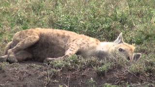 Serengeti 2014 Part 1 [upl. by Kuster]