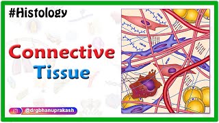 Histology of Connective Tissue usmle neetpg fmge mbbs [upl. by Decker380]