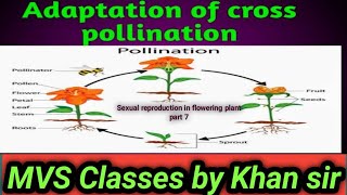 Sexual reproduction in flowering plant☘️☘️☘️ part 7 [upl. by Eniamart]