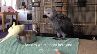 Baby African Grey Parrots first few weeks [upl. by Yance191]