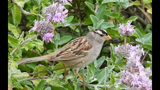 WHITE CROWNED SPARROW [upl. by Lig969]