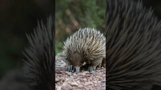 echidna  Echidna animal nature animals [upl. by Brost]