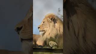 Lion at Howletts lion howletts bigcat animals wildlife zoo daysout shorts [upl. by Orsa]