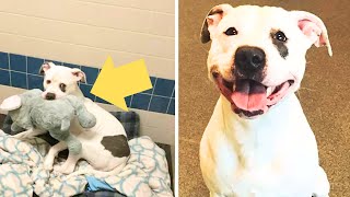 This Dog Clutched His Favorite Toy While Waiting to be Put Down What Happened Next Was Unbelievable [upl. by Porche]