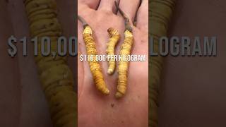 Hunt for the World’s Most Expensive Fungus  Cordyceps satisfying HappyFarm85 [upl. by Nillor]