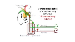 Ascending somatosensory pathways [upl. by Nichola]