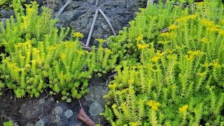 SEDUM MEXICANUM sedum rochas dicasdecultivo dicasparainiciantes mexicanum crassula [upl. by Acirtap]