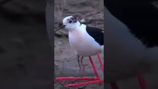 the blackwinged stilt is a black and white wading bird with incredibly long legsviralshort video [upl. by Daphie148]