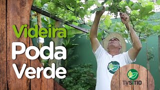 Poda verde da videira no sistema pergolado ou latada [upl. by Merp]