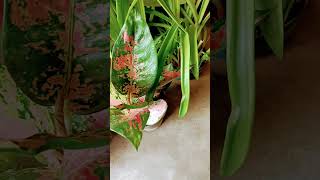 Best indoor plants indoorplant plantscaretips terracegardning viralshort ytshort trendingshort [upl. by Nayab921]