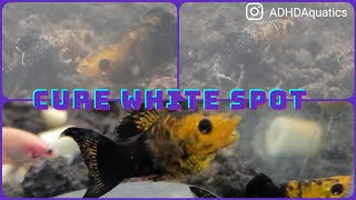 Treating Molly Fish for Possible Epistylis Cure White Spot Fish [upl. by Esirehc]