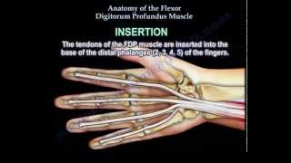 Anatomy Of The Flexor Digitorum Profundus Muscle  Everything You Need To Know  Dr Nabil Ebraheim [upl. by Namien]