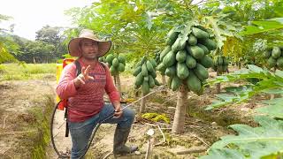 como prevenir el hongo en la fruta de papaya [upl. by Eerpud]