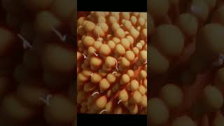 Fertilization Process  3D Animation 4k animation asmr [upl. by Natsirt25]