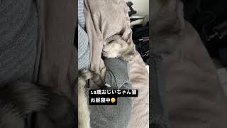 18歳おじいちゃん猫 サバトラ猫猫のいる暮らし老猫高齢猫ねこ動画猫動画ねこ猫ねこのいる生活 [upl. by Avlis387]