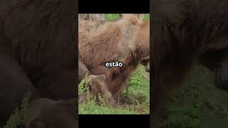 brown bear part 2 animals CURIOSITY fatscurious bears [upl. by Krute501]