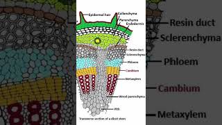 Endarch and Exarch  Protoxylem and Metaxylem xylem11and12 phloem [upl. by Annaer760]