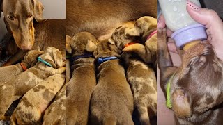 THIS SAUSAGE DOG HAS 10 PUPPIES  Cute amp Funny Dachshund Puppies  Playful dachshund puppies [upl. by Iznil452]