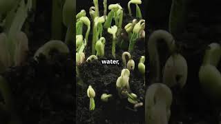 How to Plant Moringa Seeds moringatree moringaseeds moringa seeds gardening herbs plants [upl. by Richmal970]